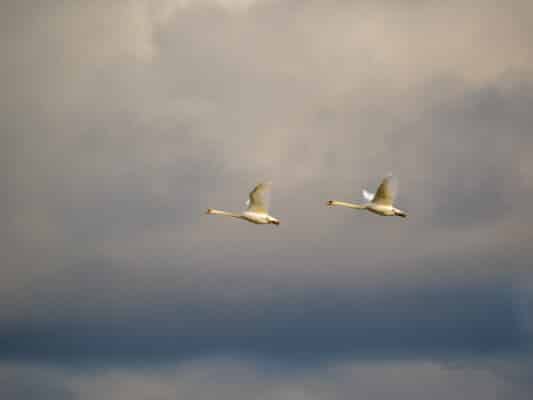 Vögel 0207029